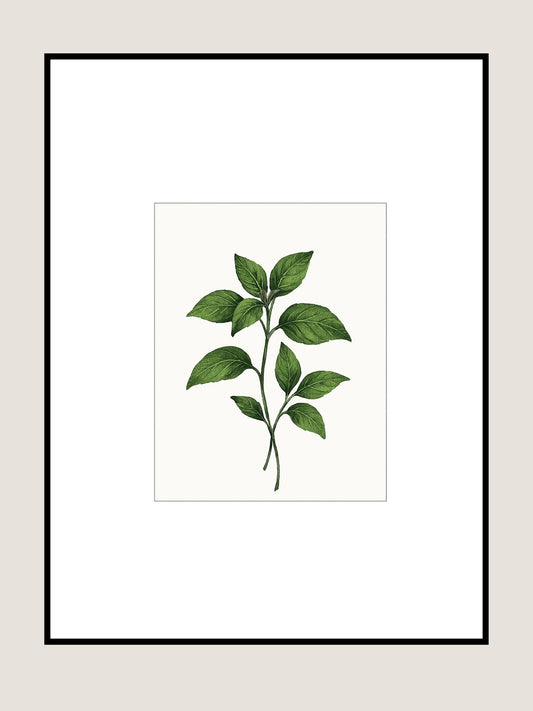 Affiche Botanique Basilic