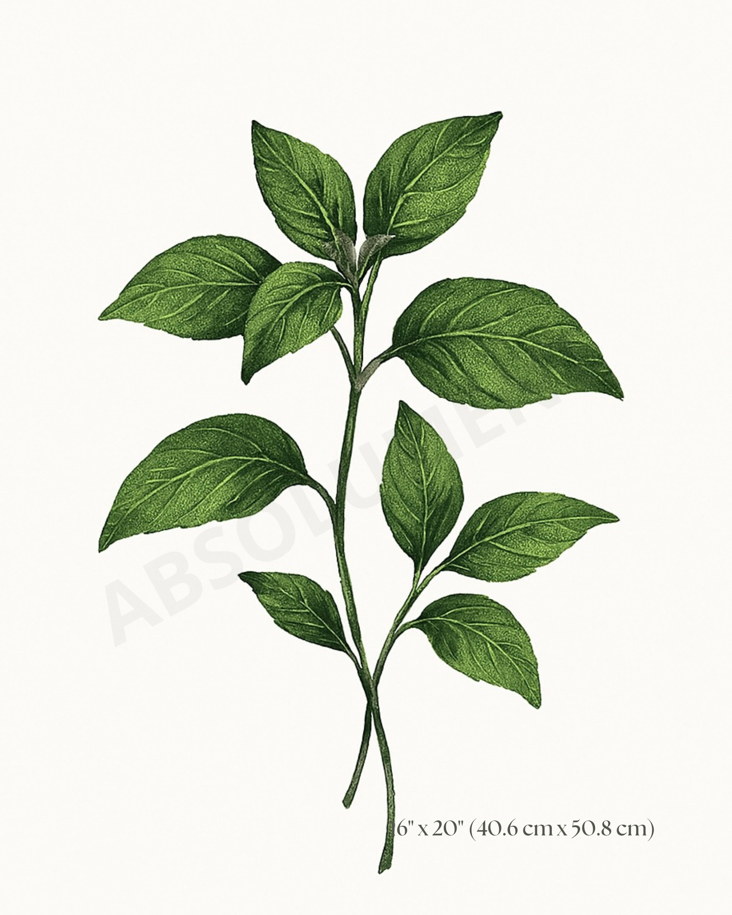 Affiche Botanique Basilic