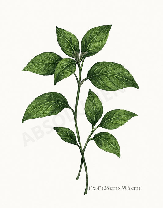 Affiche Botanique Basilic