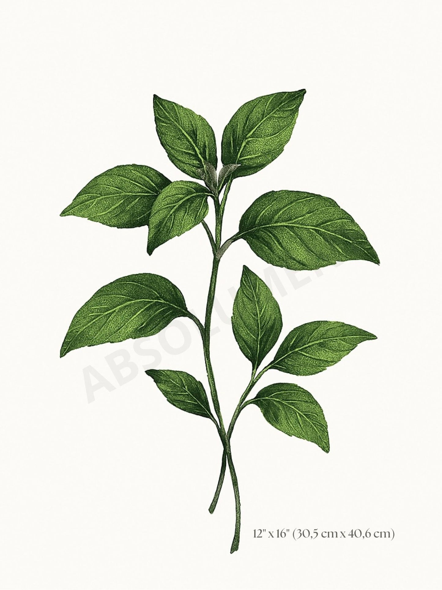 Affiche Botanique Basilic