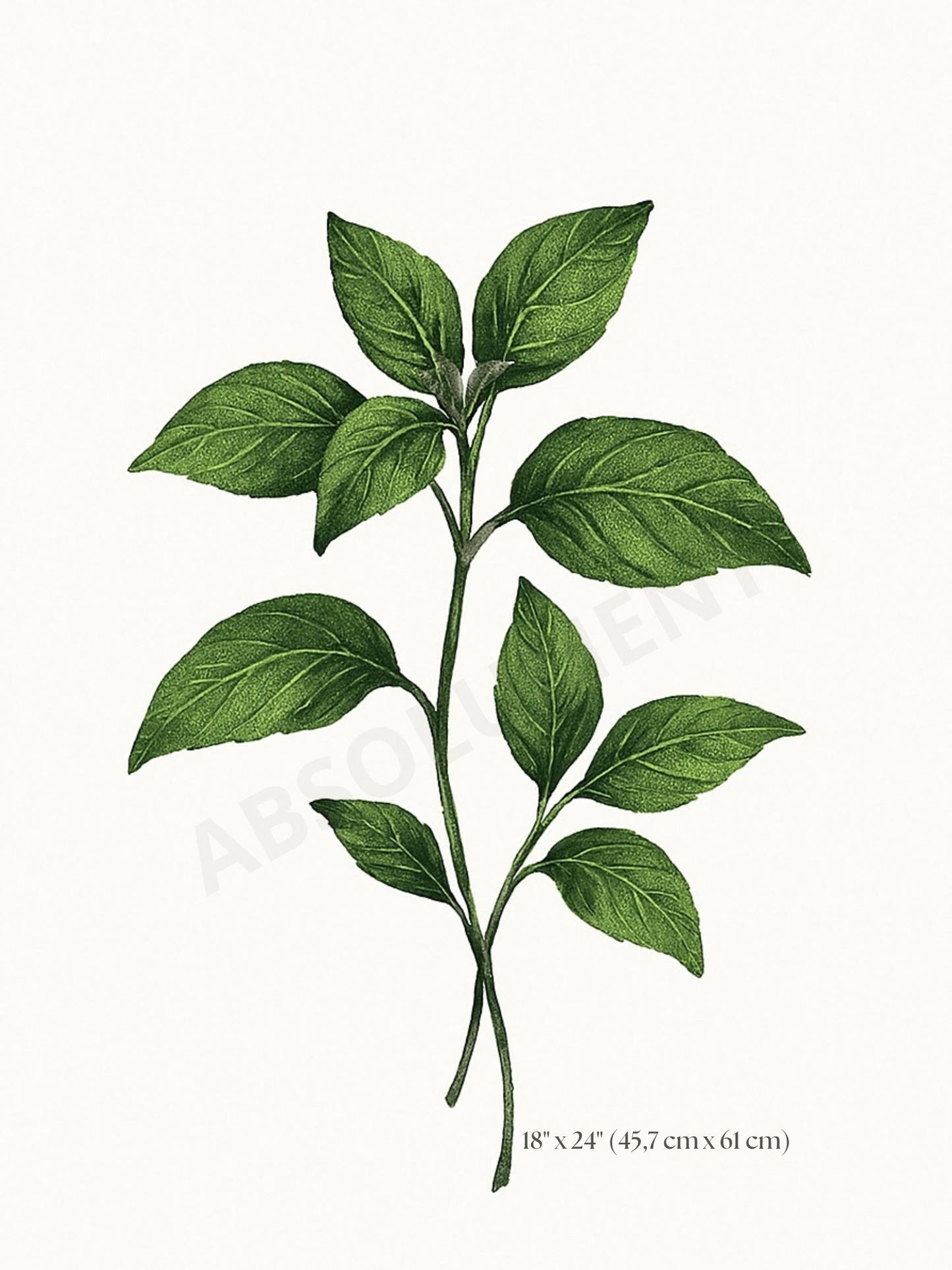 Affiche Botanique Basilic