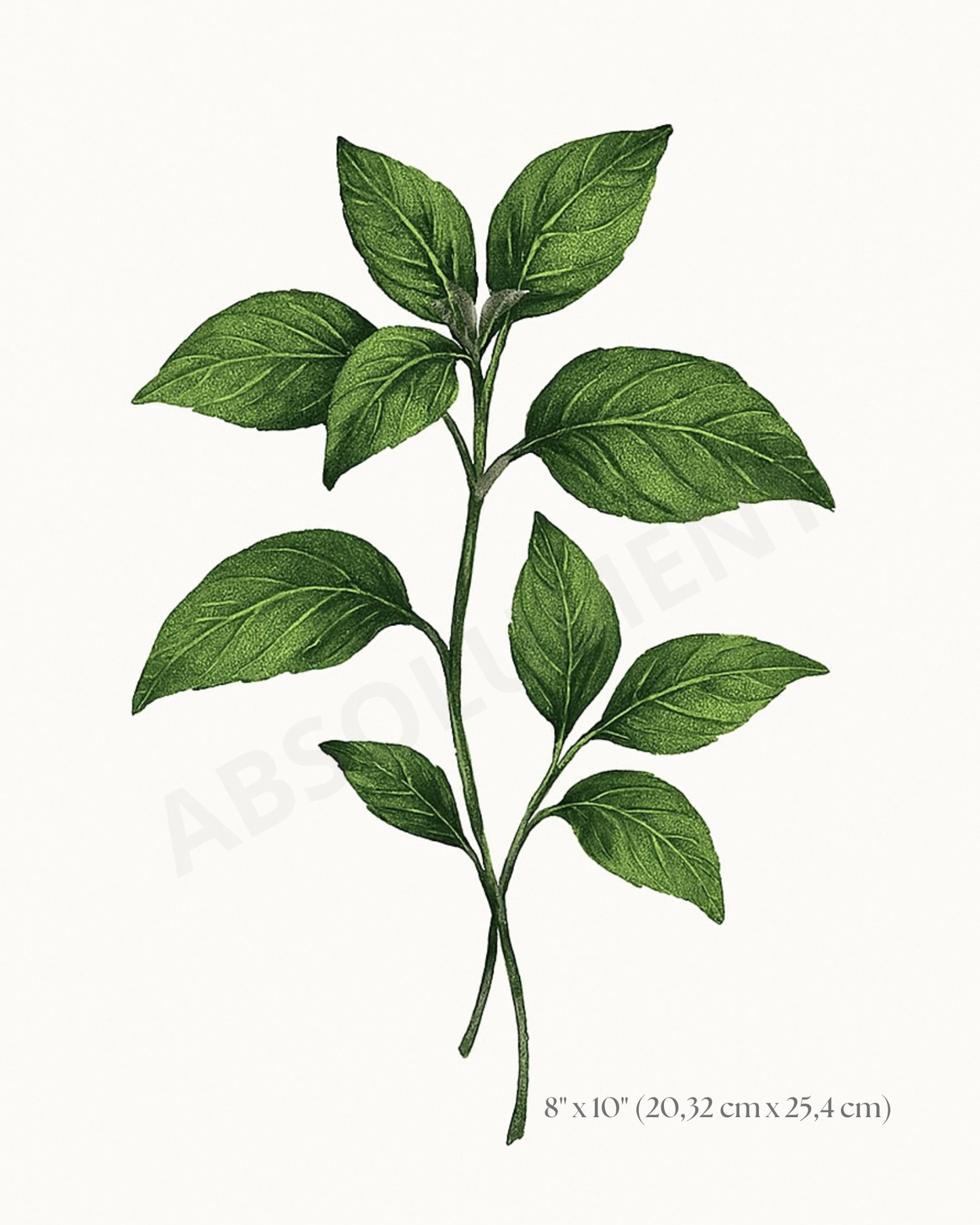 Affiche Botanique Basilic