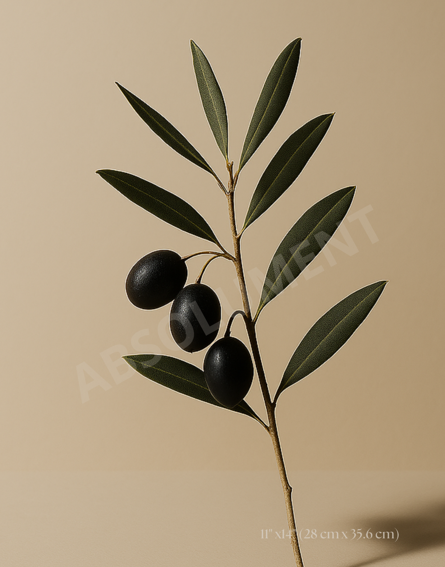 Affiche Branche d'Olivier