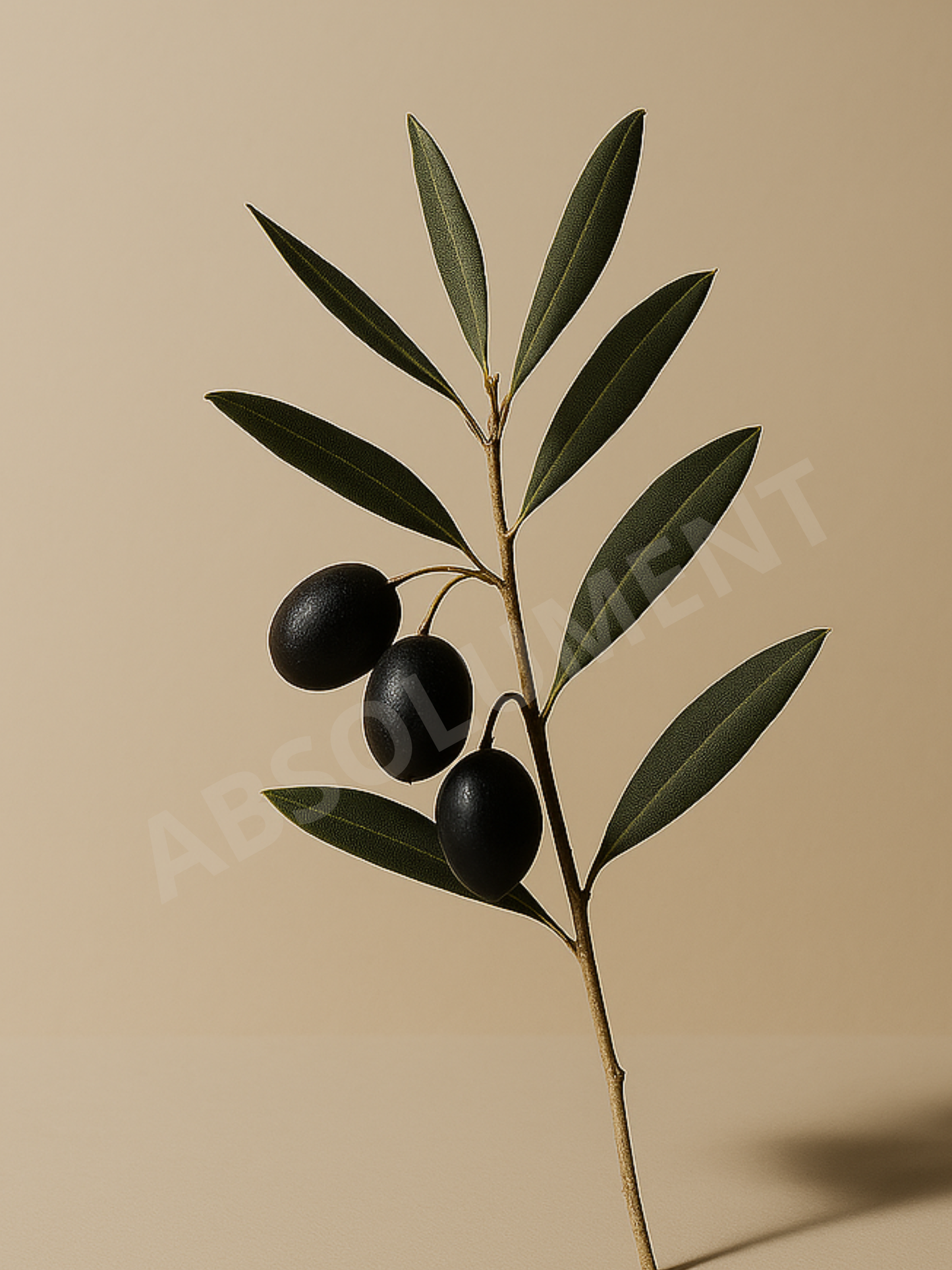 Affiche Branche d'Olivier