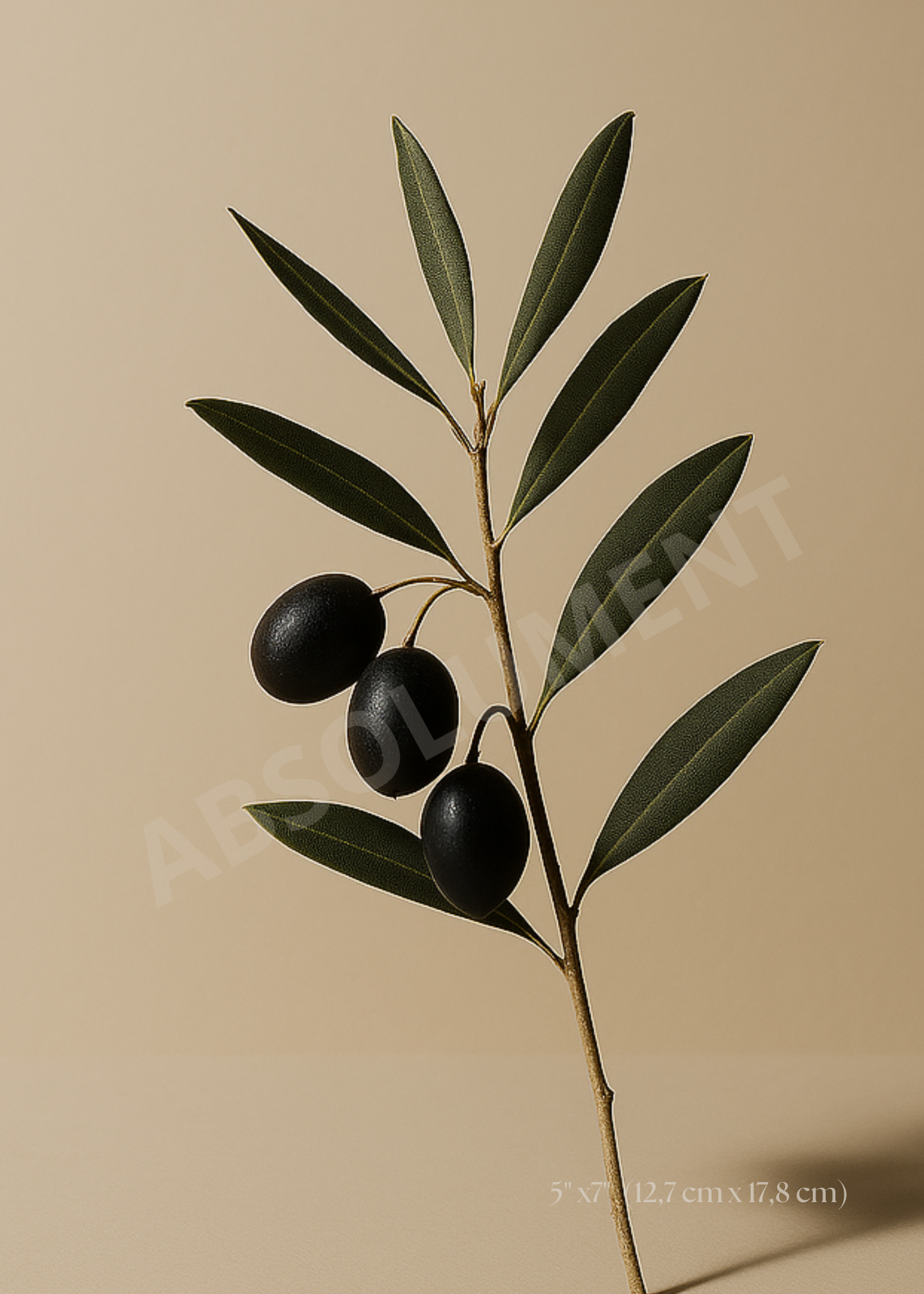 Affiche Branche d'Olivier