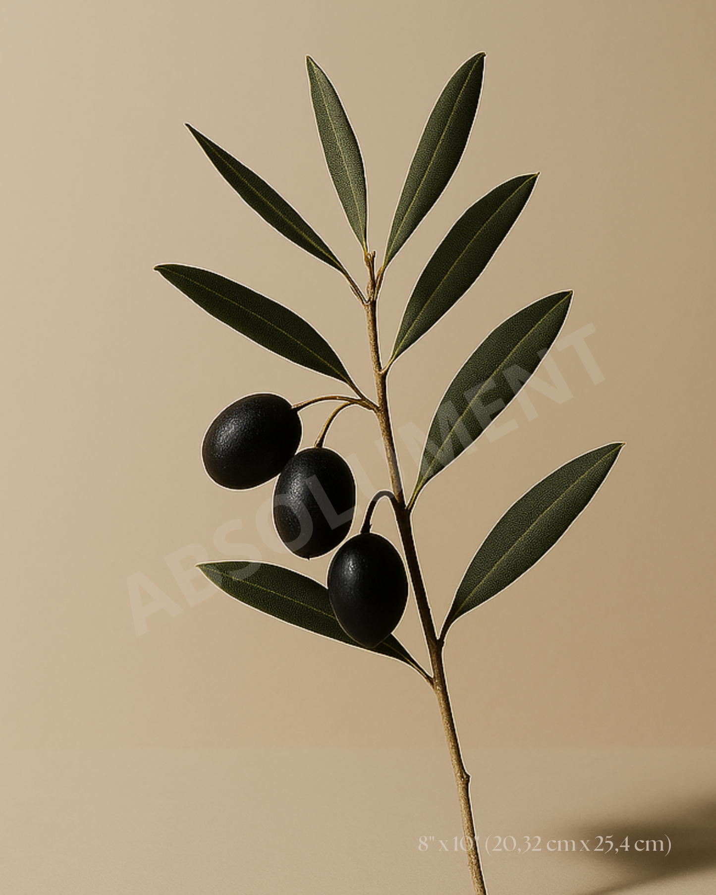 Affiche Branche d'Olivier