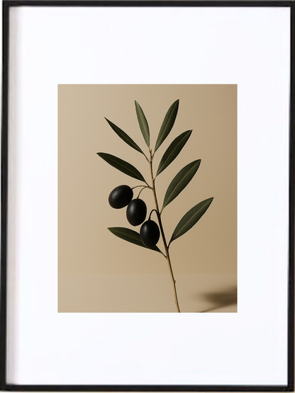 Affiche Branche d'Olivier