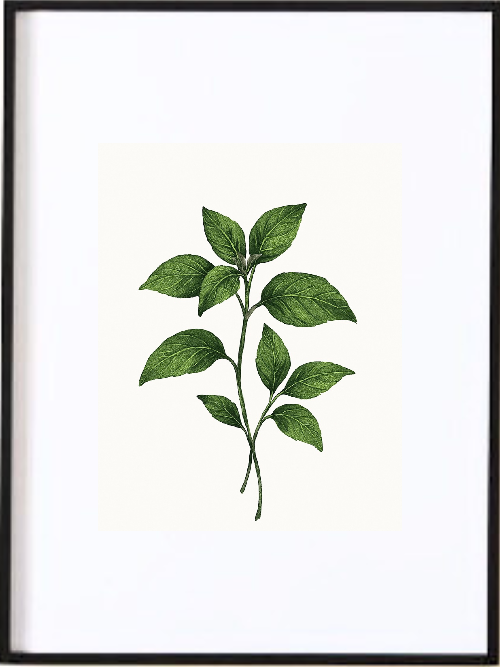 Affiche illustrée représentant le basilic, symbole de fraîcheur, de simplicité et d’équilibre.Son feuillage finement détaillé, apporte une touche naturelle et apaisante à votre intérieur.

Imprimée avec soin sur un papier de qualité, cette affiche est prête à être encadrée et s’intègre parfaitement dans une décoration contemporaine, minimaliste ou d’inspiration méditerranéenne Idéale pour la cuisine, la salle à manger ou un espace de vie lumineux.