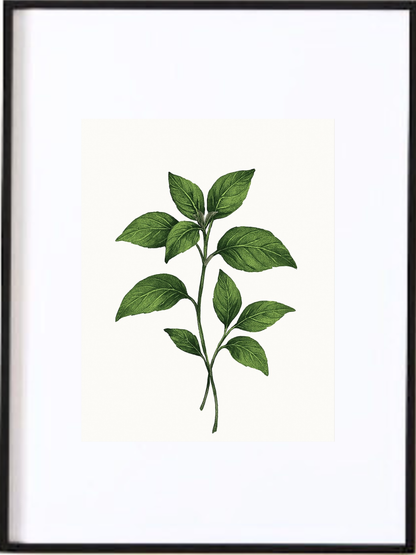 Affiche illustrée représentant le basilic, symbole de fraîcheur, de simplicité et d’équilibre.Son feuillage finement détaillé, apporte une touche naturelle et apaisante à votre intérieur.

Imprimée avec soin sur un papier de qualité, cette affiche est prête à être encadrée et s’intègre parfaitement dans une décoration contemporaine, minimaliste ou d’inspiration méditerranéenne Idéale pour la cuisine, la salle à manger ou un espace de vie lumineux.
