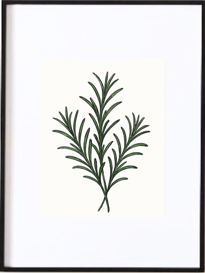 Affiche Romarin noir et blanc | Art mural botanique cuisine style minimaliste